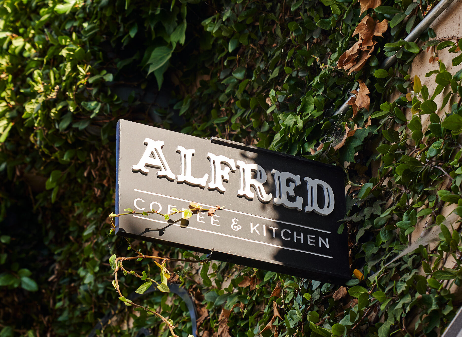 Sign for Alfred Coffee & Kitchen mounted on ivy-covered wall with sunlight and shadows.