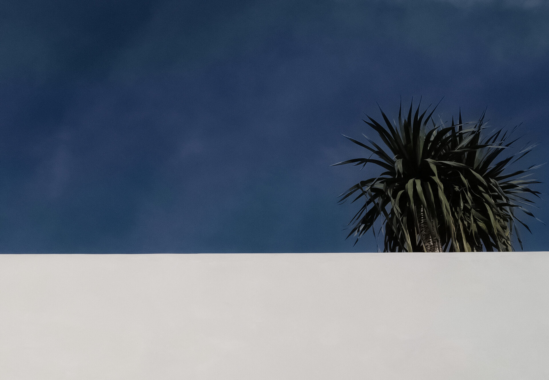 Minimalist view of a white rooftop with a single palm tree against a deep blue sky at Asteras Kings.