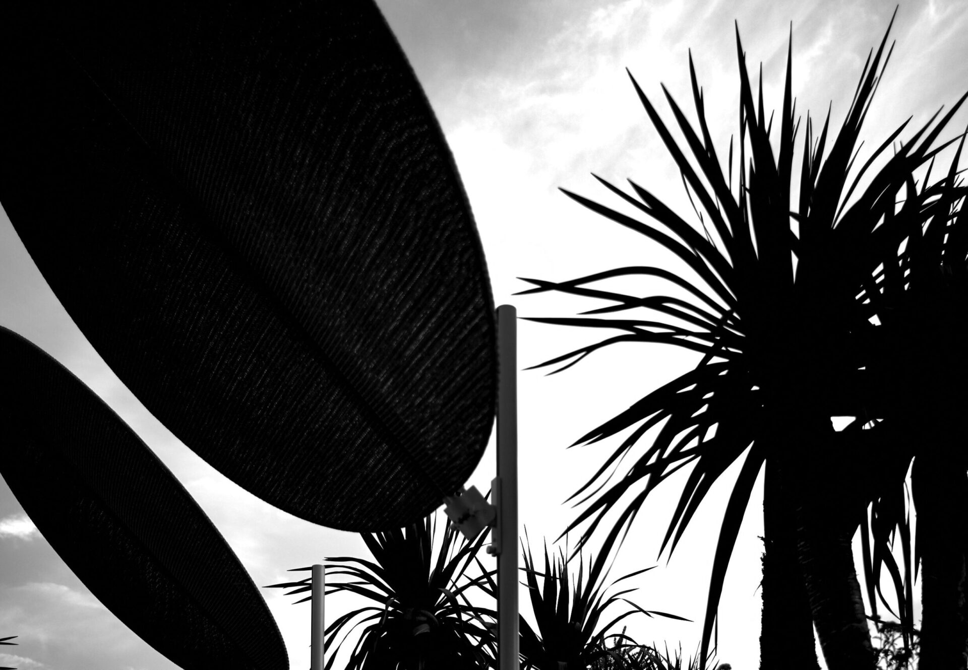 Silhouetted palm trees and shade umbrellas against a glowing sky, framing the rooftop sundeck lounge.