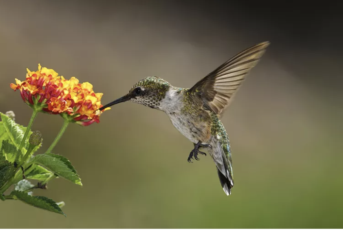 Hummingbird sipping nectar from vibrant yellow and red flowers in a serene garden setting.