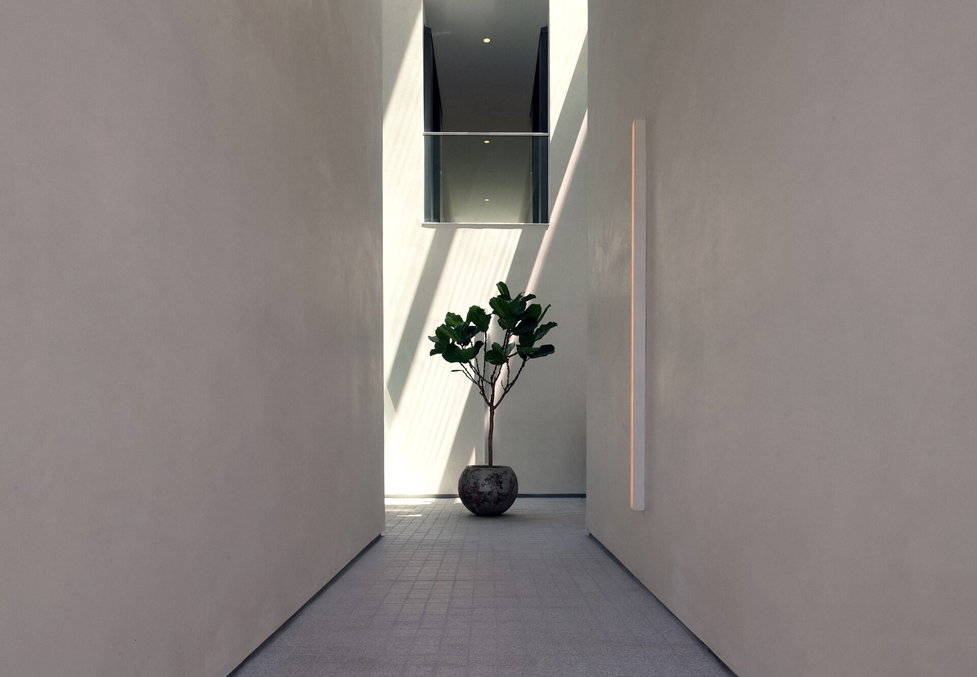 Minimalist corridor with soft natural light and a potted tree as the focal point