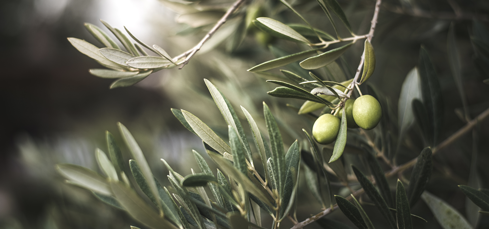 Close-up of green olives growing on slender branches with soft, natural lighting and blurred background.