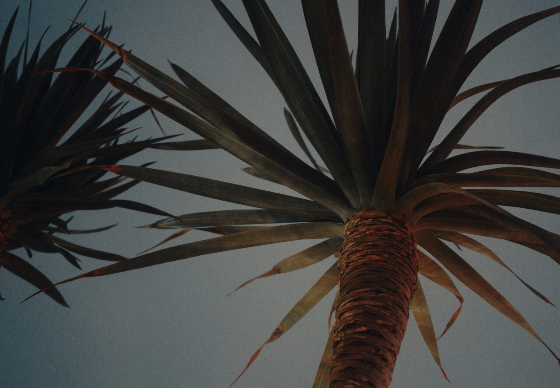 Palm trees illuminated at dusk in Asteras Kings Luxury Apartments in West Hollywood, reflecting the serene California atmosphere and minimalist architectural aesthetic.