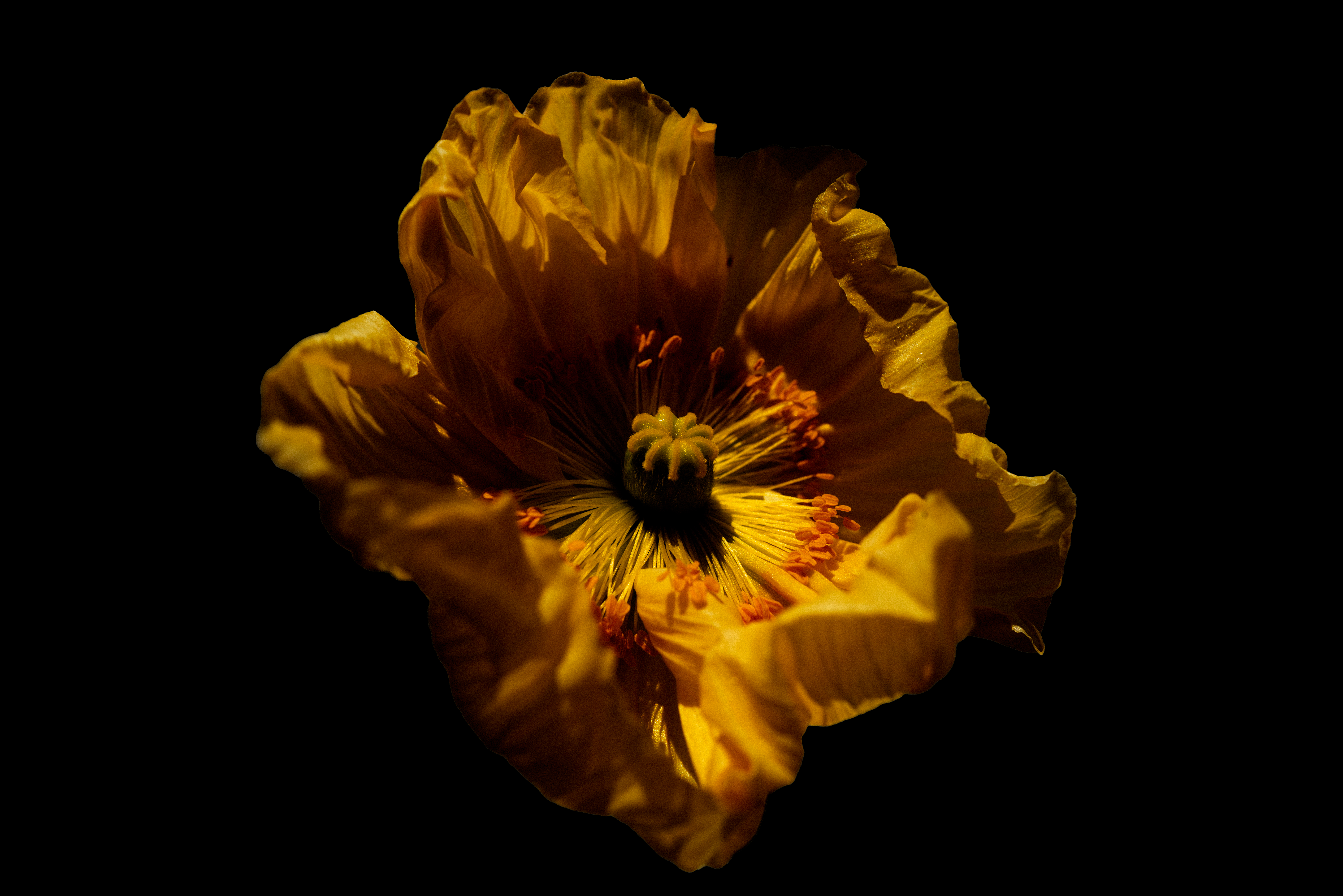 Close-up of a golden poppy flower with delicate petals, set against a black background.